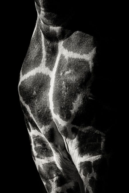 Laura Jimenez Sanz_geometria viva_fotografia_sobre_dibond