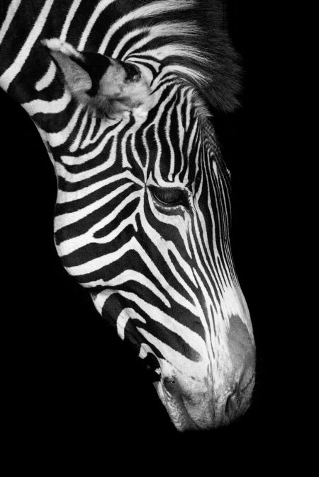 Laura Jimenez Sanz_Identidad en negativo_Fotografia sobre papel alfa profesional DPIII