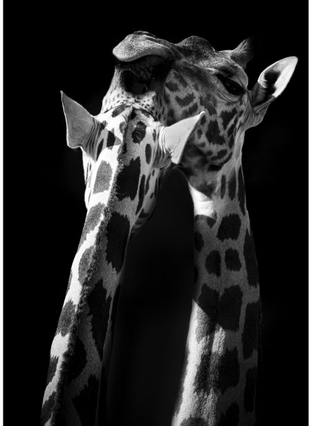 Laura Jimenez Sanz_La caricia mas alta_fotografia sobre papel fuji profesional DPII